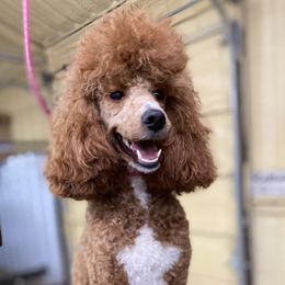 Savannah - Poodle