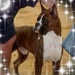 "Donovan" - Boxer