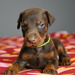 Stash-Buster - Red and rust male Doberman Pinscher puppy in Overton, Texas from Obsidian Kennel