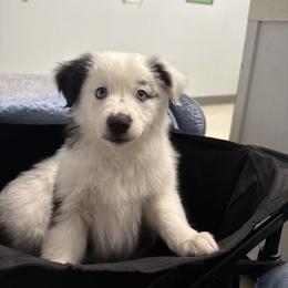 Miniature Australian Shepherd Puppies from Peace Creek Aussies