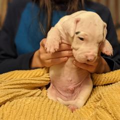 Dogo Argentino Puppies from De la Fuerza de Dios