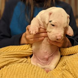 Dogo Argentino Puppies from De la Fuerza de Dios