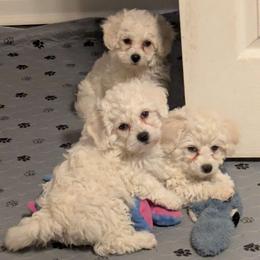 Green Collar Girl - White female Bichon Frise puppy in Eaton Rapids, Michigan from JMs Bichons