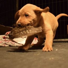 Labrador Retriever Puppies from TNT Elite Labradors