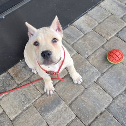 Kate Collar - Fawn female Cane Corso puppy in St. Augustine, Florida from RG2 Cane Corsos
