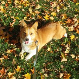Jenny - Pembroke Welsh Corgi