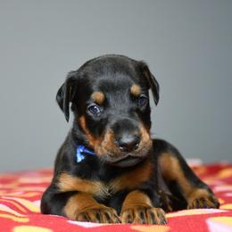 Ransom - Black and rust male Doberman Pinscher puppy in Overton, Texas from Obsidian Kennel