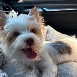 Canelo - Yorkshire Terrier