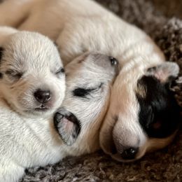 Australian Cattle Dog Puppies from Tin Roof Australian Cattle Dogs