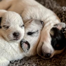 Australian Cattle Dog Puppies from Tin Roof Australian Cattle Dogs