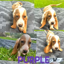 Girl 4 - Lemon and white Basset Hound puppy in Jacksonville, Florida from Craven Bassets
