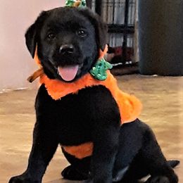 Labrador Retriever Puppies from Lorlyn Labradors