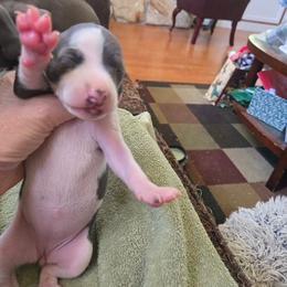 Italian Greyhound Puppies from Fisher Link