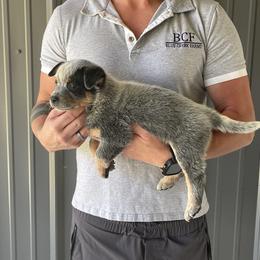 Eve - Male 2 - Blue male Australian Cattle Dog puppy in Jefferson, South Carolina from Blue Creek Farms