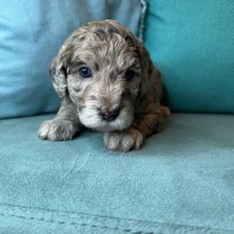 Goldendoodle Puppies from The Dood Effect
