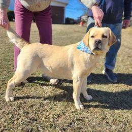 Reign - Labrador Retriever