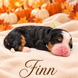 Finn - Tri-color male Bernedoodle puppy in Idaho from Bernese By Barzees