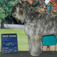 Bouvier des Flandres from Calm Bouviers