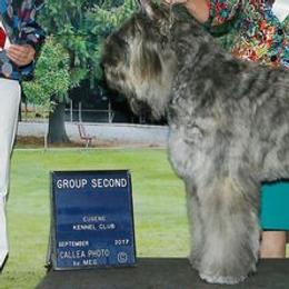 Bouvier des Flandres from Calm Bouviers