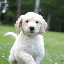 Bernedoodle, Goldendoodle, and Labradoodle Puppies from Doodle Nation