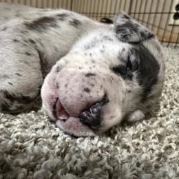 Merle Female - Merle female Great Dane puppy in Ottumwa, Iowa from Robin's Great Danes