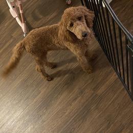 Sam - Goldendoodle
