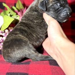 Kovu - Brindle male Great Dane puppy in Scottsburg, Virginia from Virginia Great Danes