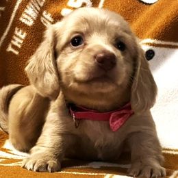 Princess Leia - Dachshund puppy from Barksalot Dachshunds