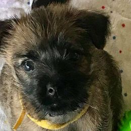 Cairn Terriers from Frances Moniz's Cairn Terriers