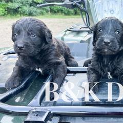 Prince Ali - male Golden Mountain Doodle puppy in Benton, Arkansas from B&K Doodles, LLC