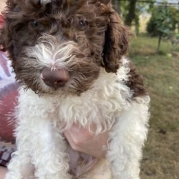 M.J. - White Lagotto Romagnolo puppy in Chehalis, Washington from Scarlet Oak Lagotti