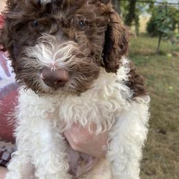M.J. - White Lagotto Romagnolo puppy in Chehalis, Washington from Scarlet Oak Lagotti