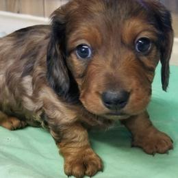 Boy 2 - Dapple male Dachshund puppy in La Monte, Missouri from Wulff's East LA Puppies