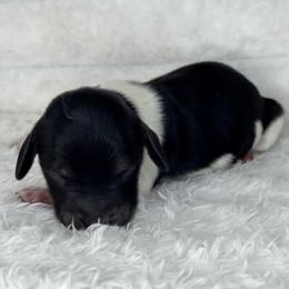 Cyan - Black and cream male Dachshund puppy in Lakeland, Florida from Buckwild Doxies
