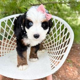 Kove - blue eye - Tri-color female Bernedoodle puppy in Wamego, Kansas from Doodles of Oz