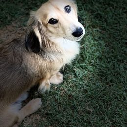 Jagger - Dachshund