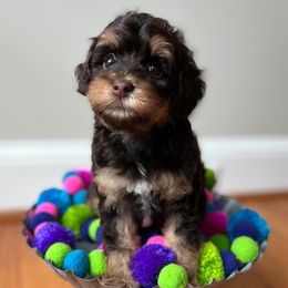 Australian Labradoodle Puppies from Berrybrook Doodles