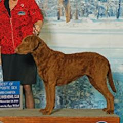 Chesapeake Bay Retrievers from Chesi-Bay