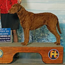 Chesapeake Bay Retrievers from Chesi-Bay