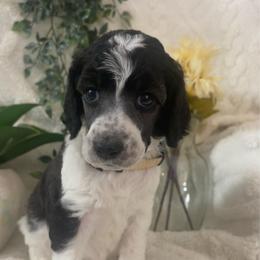Janie - Parti female Poodle puppy in Randallstown, Maryland from Parson Standards