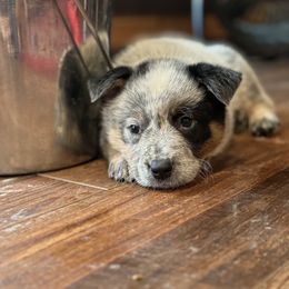 Australian Cattle Dog Puppies from Red Horizon ACD Kennels