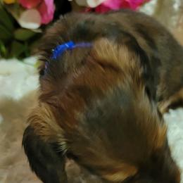 Dachshund Puppies from CLARK'S BREEDING PROGRAM