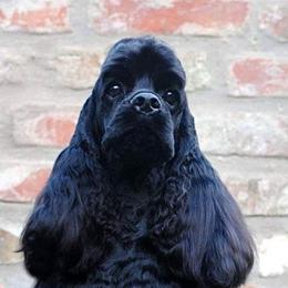 Fora - Cocker Spaniel