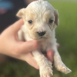 Piper - Cream female Cockapoo puppy in Tallahassee, Florida from Panhandle Pups