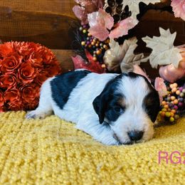 RG2 - Tri-Roan female English Springer Spaniel puppy in Britton, South Dakota from K&S Canines