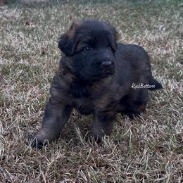 Daisy - Sable female German Shepherd puppy in Morrilton, Arkansas from Rock Bottom Ranch