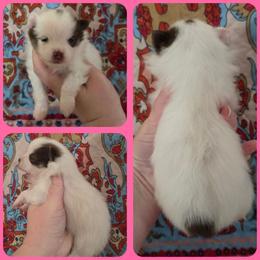 Macy - Tri-colored female Pomeranian puppy in Washington, North Carolina from Grace's Poms🐾💕