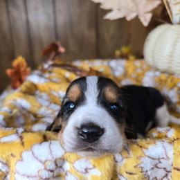 Vermax - Black white and tan male Basset Hound puppy in Valley, Washington from Enchanted Valley Paws