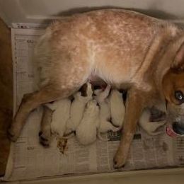 Australian Cattle Dog Puppies from Devon’s ACDs