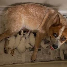 Australian Cattle Dog Puppies from Devon’s ACDs